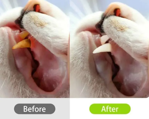 🐱 Natural Cat Chew Toy – Silvervine &amp; Catnip Dental Stick
